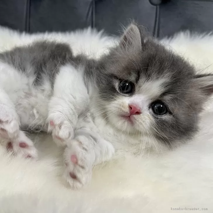 ID:2403-02932の子猫