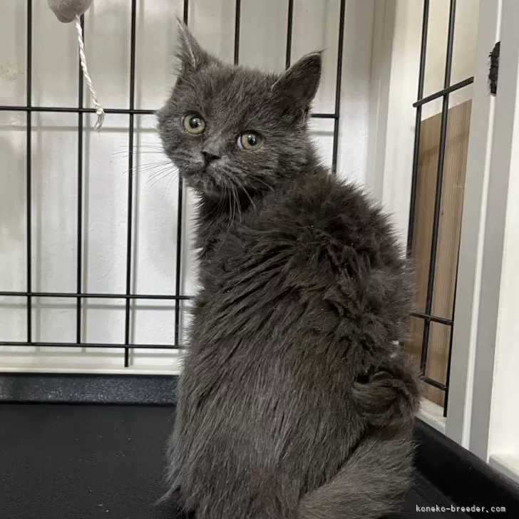 ID：2409-03123の子猫