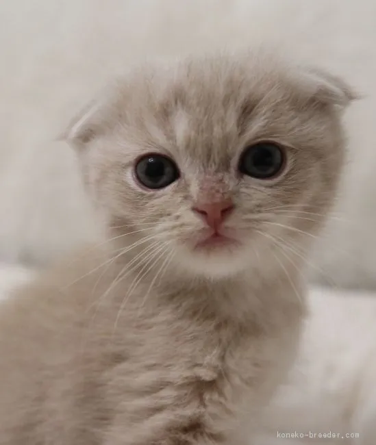 ID：1912-01409の子猫