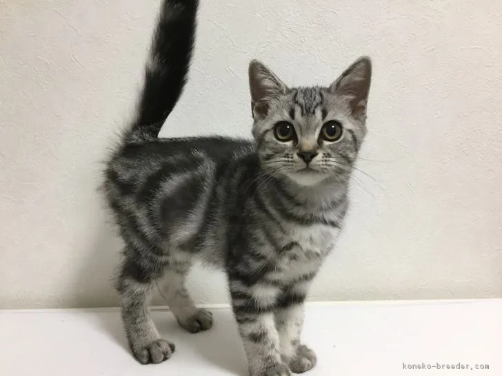 ID:1709-00275の子猫