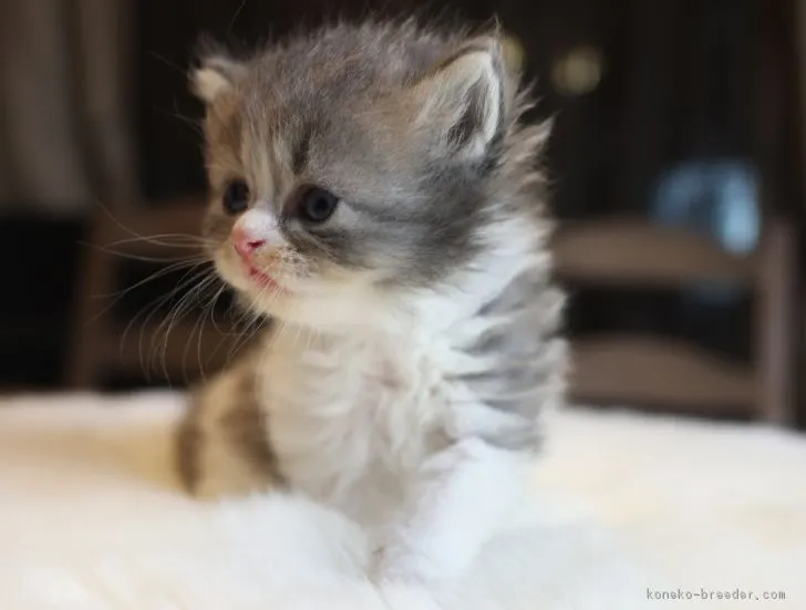 ID：1902-00976の子猫