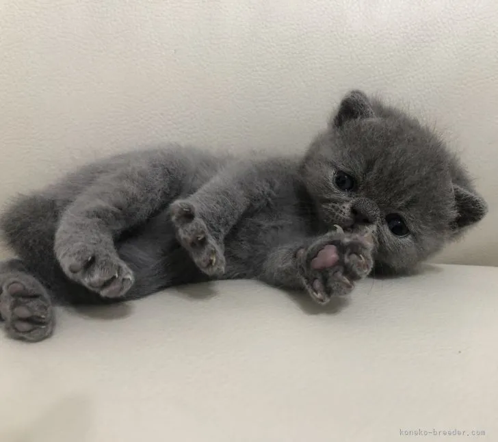 つなまる 様のお迎えした子猫