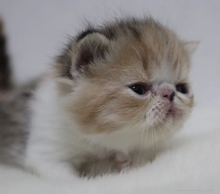 ID：1911-01369の子猫