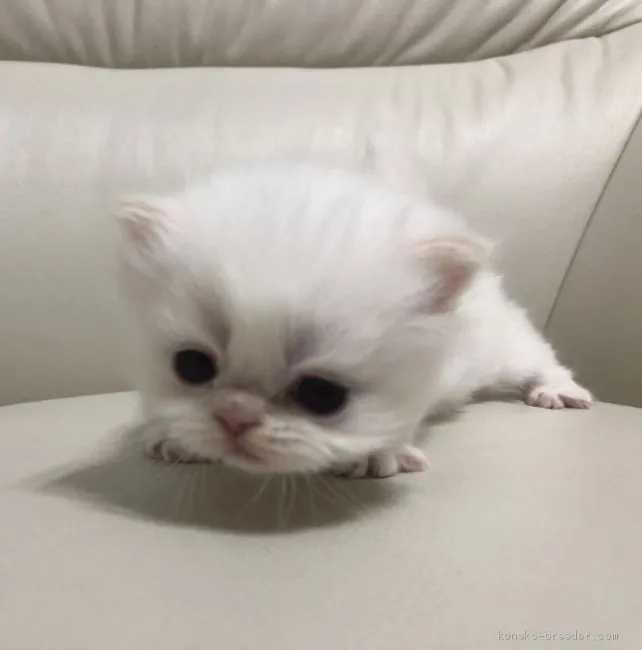 ID:2103-00017の子猫
