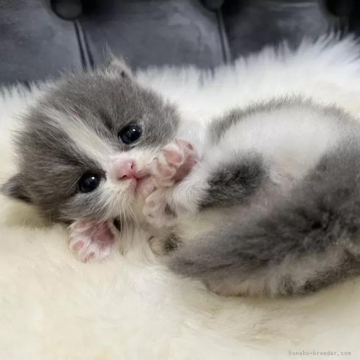 ID：2406-00139の子猫