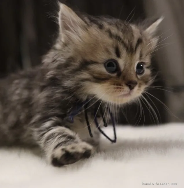 ID：1911-01707の子猫