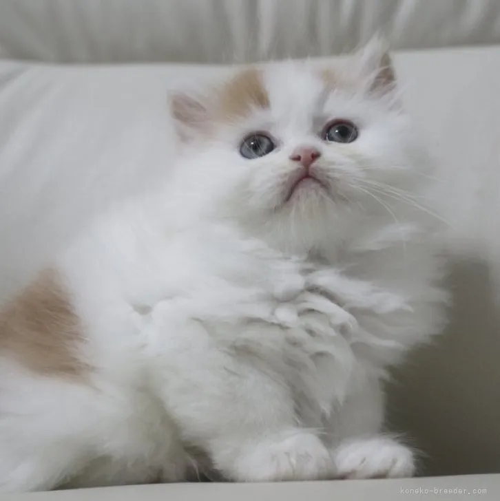 cocoa 様のお迎えした子猫