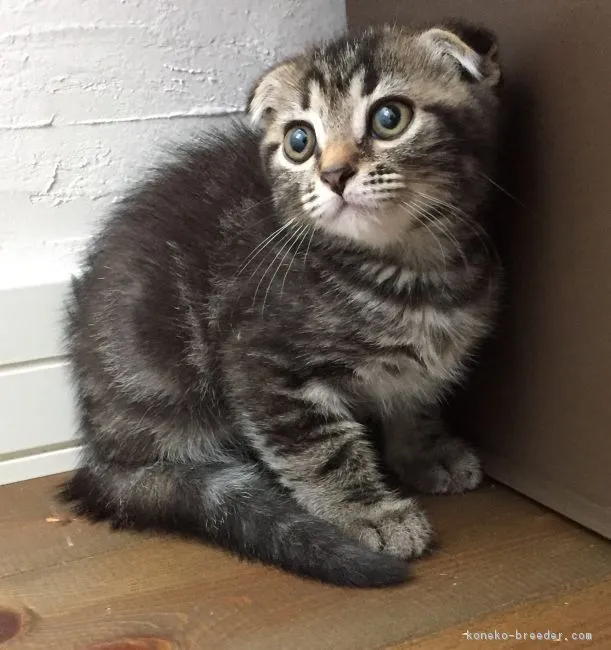 ID：1706-00430の子猫