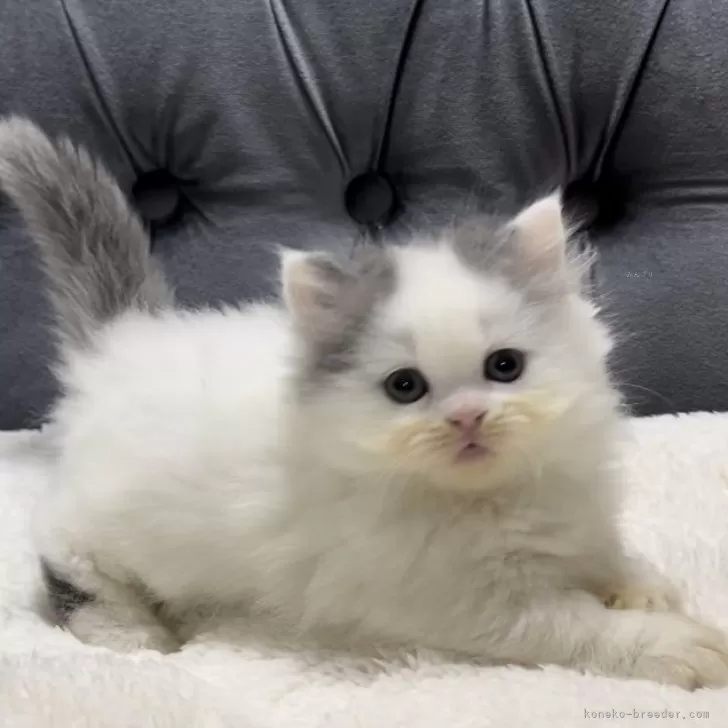 ID:2411-01710の子猫