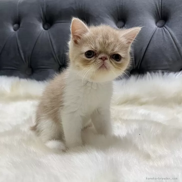 ID:2410-02146の子猫
