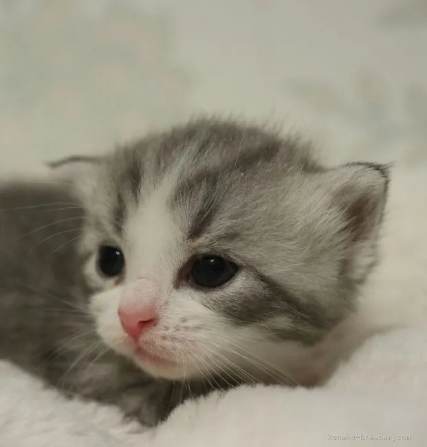 ID：2006-00057の子猫