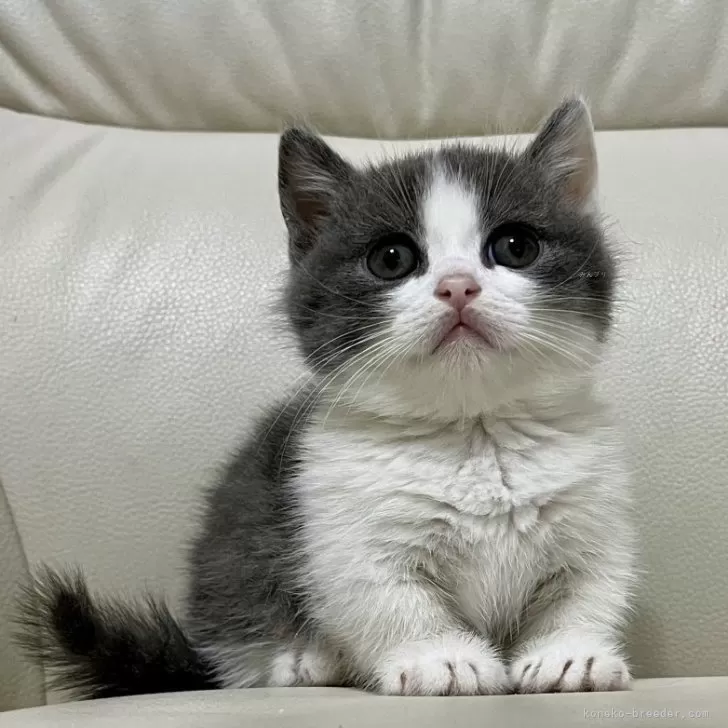 ID：2402-01633の子猫