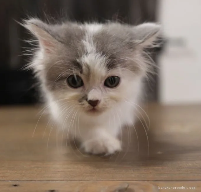 青木 様のお迎えした子猫