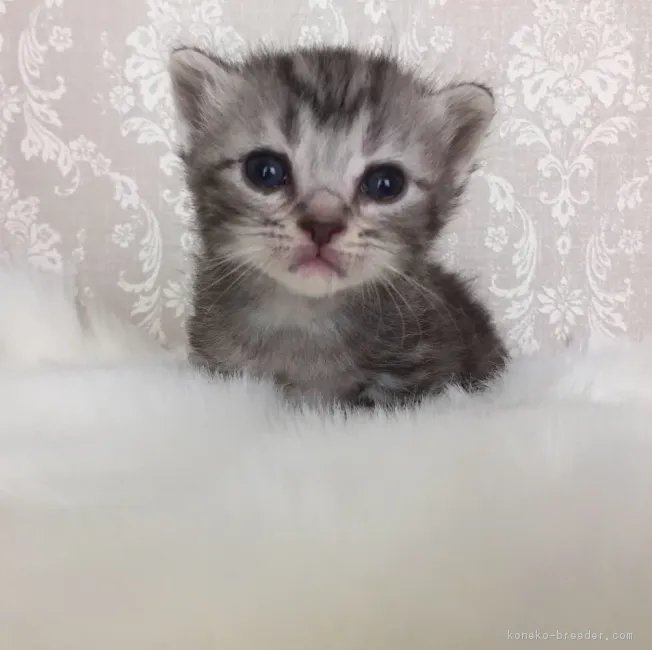 ID：1706-00431の子猫