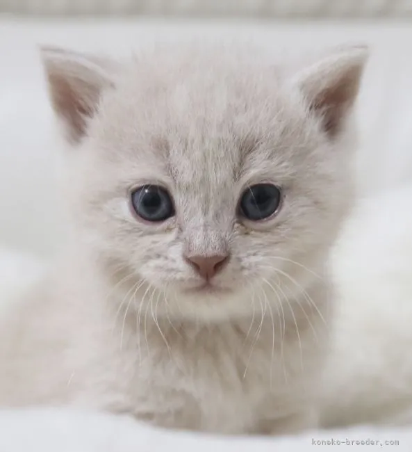 まんじゅう 様のお迎えした子猫