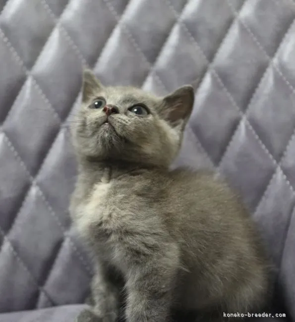 ID：1810-00050の子猫