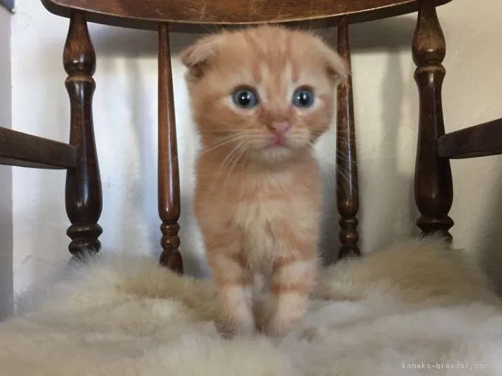 ID:1706-00429の子猫