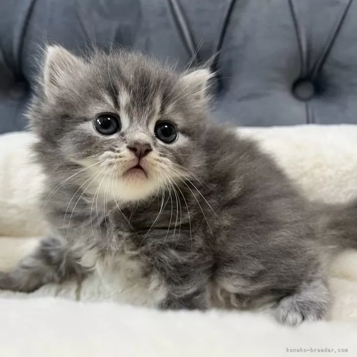 ID：2406-00138の子猫