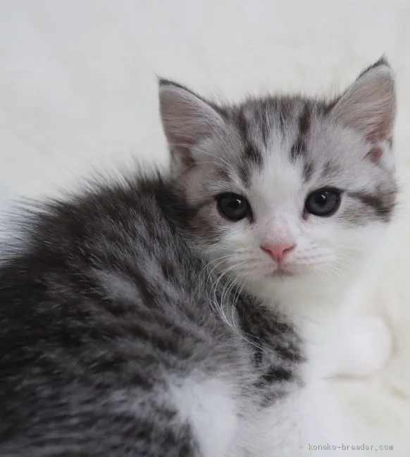 ID：1905-00731の子猫