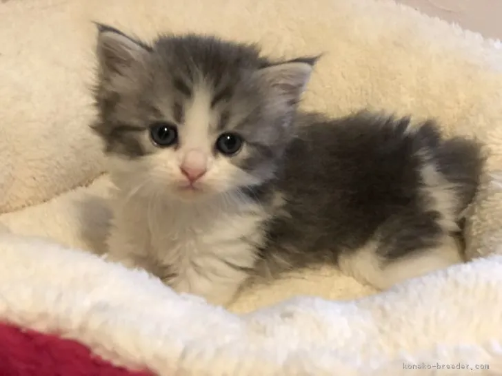 くるみ 様のお迎えした子猫