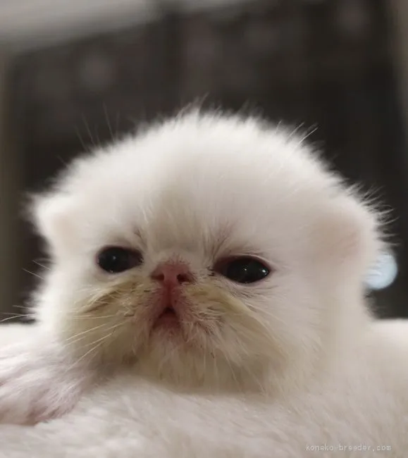 シバちゃん 様のお迎えした子猫