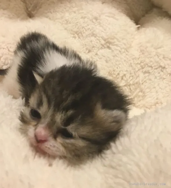 みえっき 様のお迎えした子猫