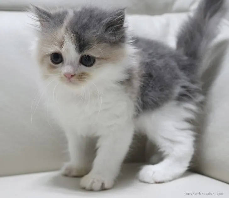 ともこ 様のお迎えした子猫