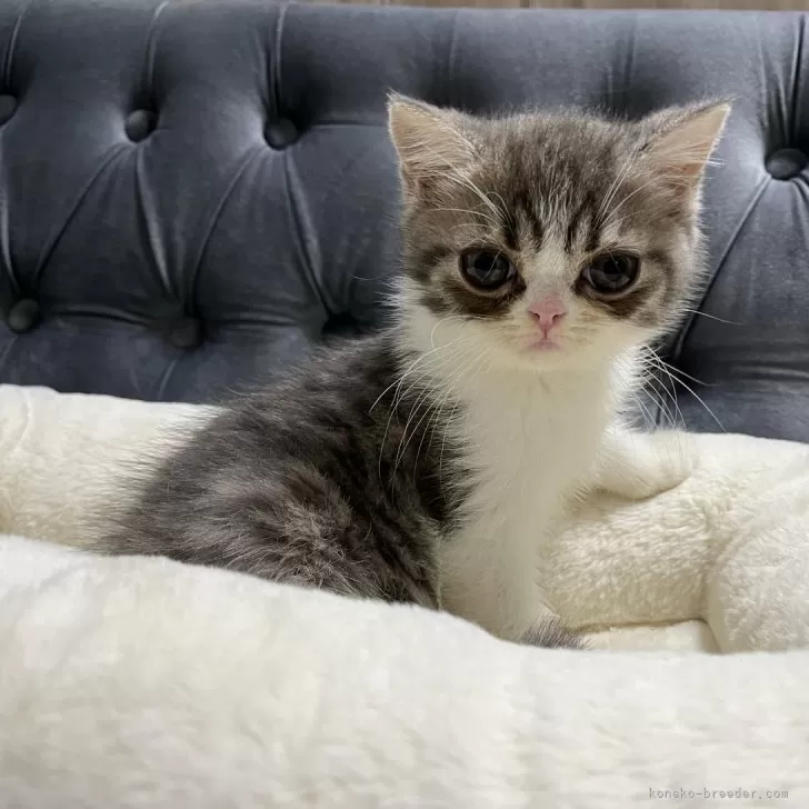 ID:2408-01099の子猫