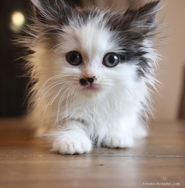 みえっき 様のお迎えした子猫