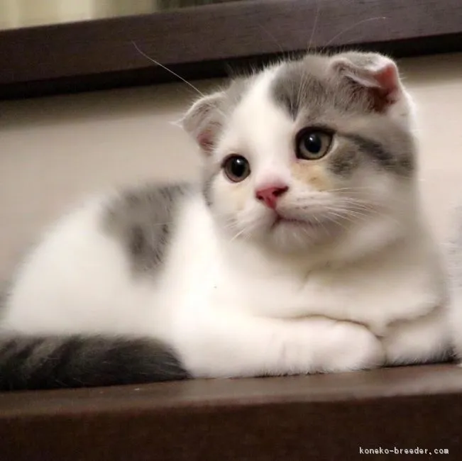 ID:1711-00373の子猫