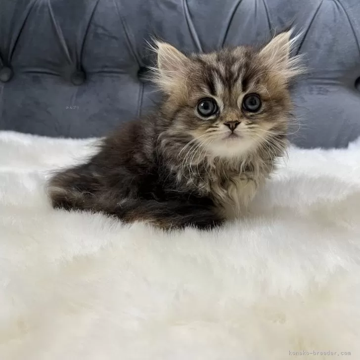 ID:2411-01236の子猫