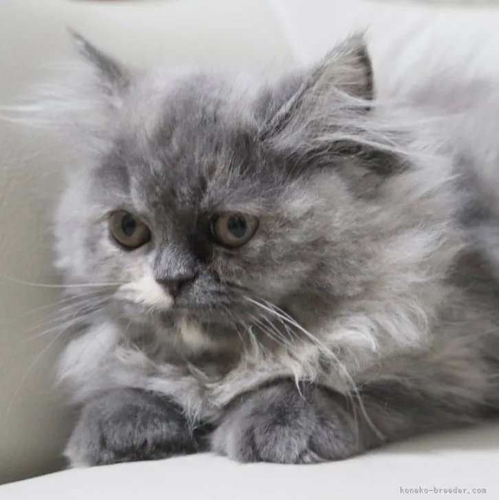 ID：2303-02736の子猫