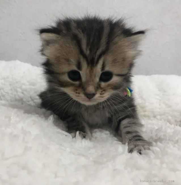 ID:1912-00012の子猫
