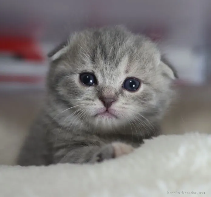 ID：1803-01473の子猫