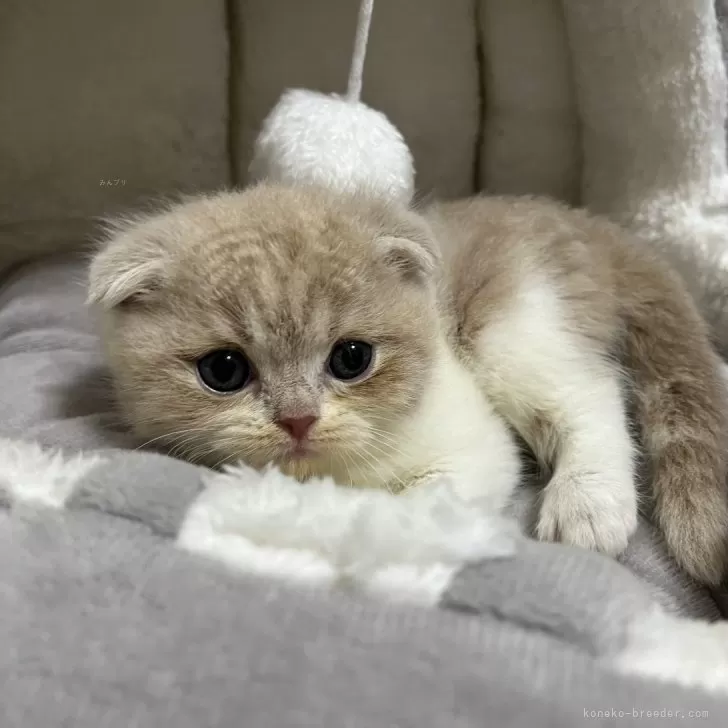 ID:2408-00254の子猫