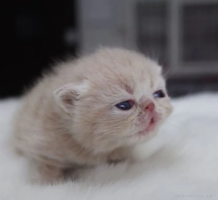 おすみ 様のお迎えした子猫