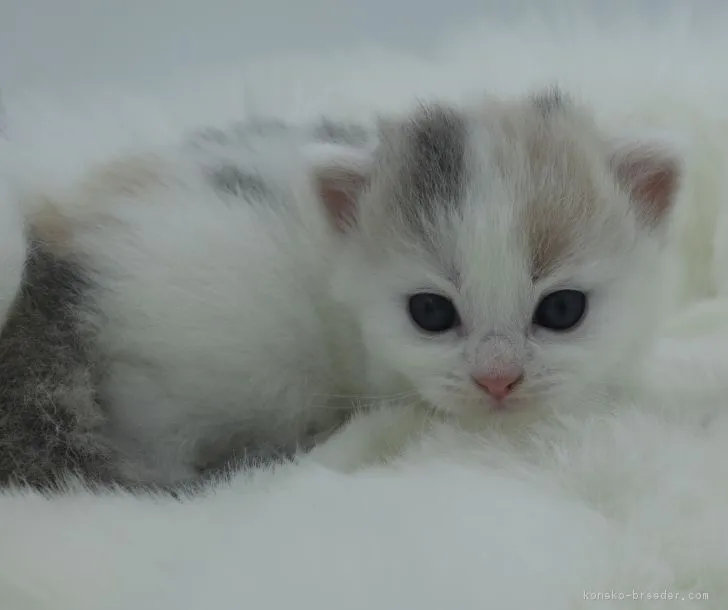 ID:1807-01050の子猫