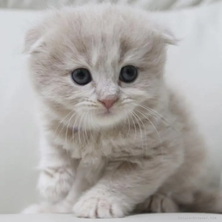 ID:2207-01539の子猫