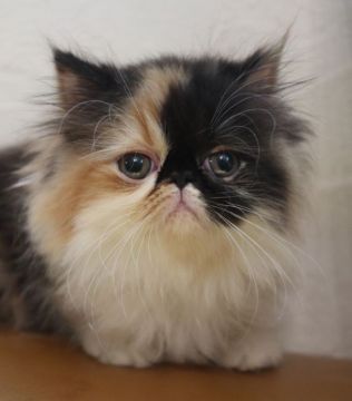 エキゾチックショートヘア【鹿児島県・女の子・2019年5月8日・キャリコ（ロング）】の写真「💕可愛い甘えん坊ちゃん😆💕」