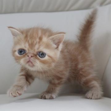 エキゾチックショートヘア【鹿児島県・女の子・2022年9月12日・レッドタビー】の写真「💕おっとり顔の可愛い子ちゃん💕両親PKD検査クリア」