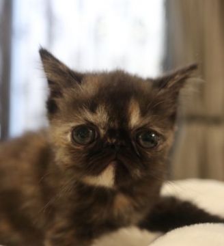 エキゾチックショートヘア【鹿児島県・女の子・2020年6月22日・トーティー】の写真「💕小ぶりな可愛子ちゃん😆💕」