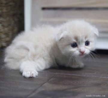 スコティッシュフォールド(折れ耳)【鹿児島県・男の子・2018年7月31日・クリームタビー】の写真「パパ猫チャンピオン❣️」