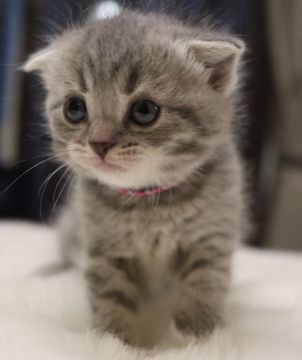 スコティッシュフォールド(折れ耳)【鹿児島県・女の子・2019年10月23日・ブルータビー】の写真「💕可愛い女の子💕パパ猫チャンピオン🎶😊」