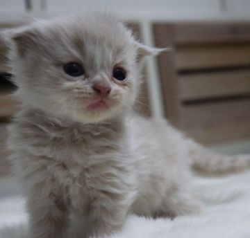 スコティッシュフォールド(折れ耳)【鹿児島県・男の子・2019年2月2日・クリームタビー（ロング）】の写真「人気のクリーム色💕パパ猫はブリでチャンピオン😊」