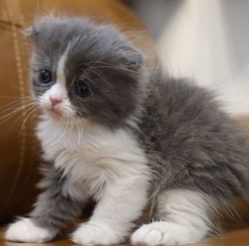 スコティッシュフォールド(折れ耳)【鹿児島県・男の子・2018年12月8日・ブルー&ホワイト（ロング）】の写真「人気ブルーのハチワレ君😍パパ猫チャンピオン💕」