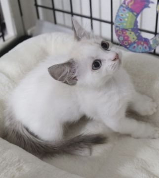 マンチカン(短足)【鹿児島県・男の子・2021年11月22日・シールポイント】の写真「💕お茶目な美男子くん😍💕🎶」