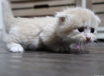 マンチカン(短足)【鹿児島県・男の子・2019年11月8日・クリーム&ホワイト（ロング）】の写真「💕クリーム色も綺麗で短足の可愛い男の子😆💕」