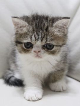 エキゾチックショートヘア【鹿児島県・女の子・2021年5月29日・ブラウンタビー&ホワイト（ショートヘア）】の写真「💕可愛子ちゃん😆💕両親遺伝子検査クリア🎶」