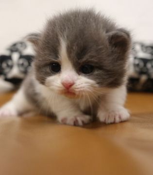 スコティッシュフォールド(折れ耳)【鹿児島県・女の子・2019年4月26日・ブルー&ホワイト】の写真「💕可愛い女の子🎶😆💕」