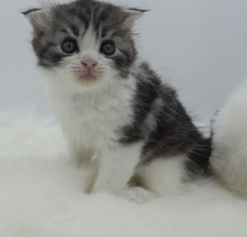 スコティッシュフォールド(折れ耳)【鹿児島県・男の子・2018年6月24日・シルバータビー&ホワイト】の写真「🌻サマーセール開催中！パパ猫ダブルチャンピオン！」